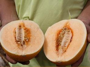 比利亚烤蜜瓜怎么吃视频,甜蜜诱惑，美味解锁