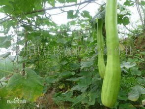 怎么吃砍瓜最好吃呢视频