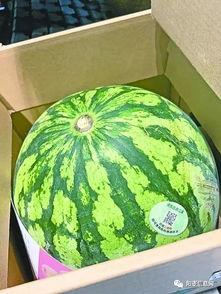 武汉疫情吃瓜视频,揭秘病毒传播背后的真相与反思