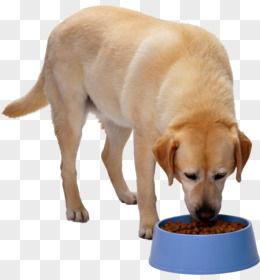 狗狗吃瓜素材视频下载免费