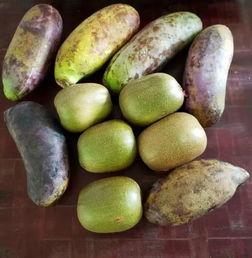 小伙伴们吃八月瓜视频,小伙伴们共享田园美味时光