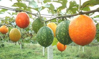 小孩子吃吊瓜视频,趣味视频萌翻网友