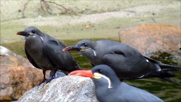 吃瓜动物视频大全下载安装,吃瓜动物视频大全下载安装攻略