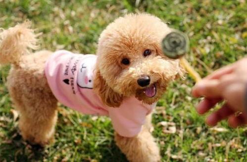 泰迪吃瓜事件视频