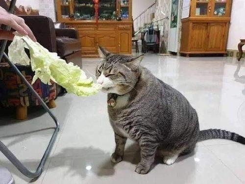 猫和老婆吃大瓜视频大全,大瓜视频大全趣味盘点