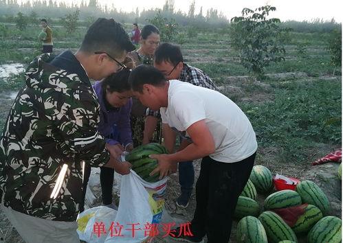 给力吃瓜群众视频,一场全民参与的娱乐盛宴