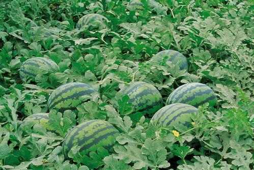 樟树吃瓜视频大全,趣味横生的欢乐时光回顾