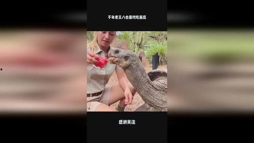 老王八吃瓜视频下载安装,轻松获取热门内容