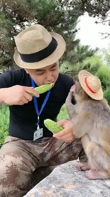 吃假瓜的小视频,小视频揭示惊人真相