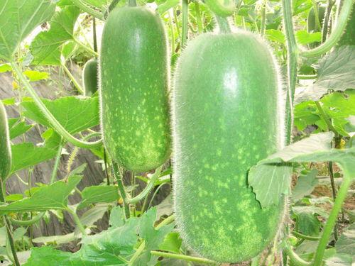 湘潭学姐吃瓜视频大全,揭秘校园生活趣味瞬间