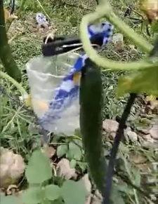 魏县吃瓜小红花事件视频,一场网络热议的真相揭秘