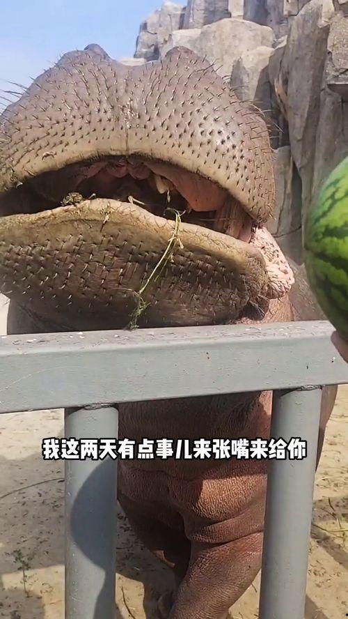 河马吃瓜搞笑的视频,萌态十足引网友爆笑