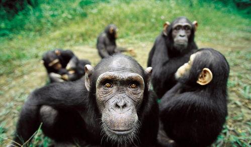 吃哈密瓜模仿猩猩视频