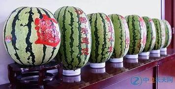 硒砂瓜适合哪些人吃呢视频,营养佳品，适合哪些人群享用