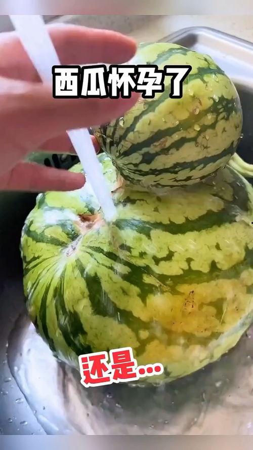 吃瓜配音搞笑版视频,笑料横飞，瓜田里的欢乐盛宴