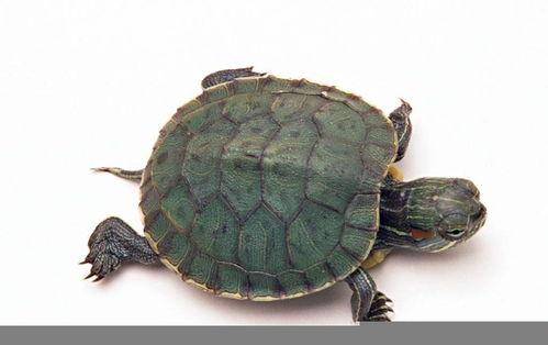 大瓜吃老鳖视频大全在线观看