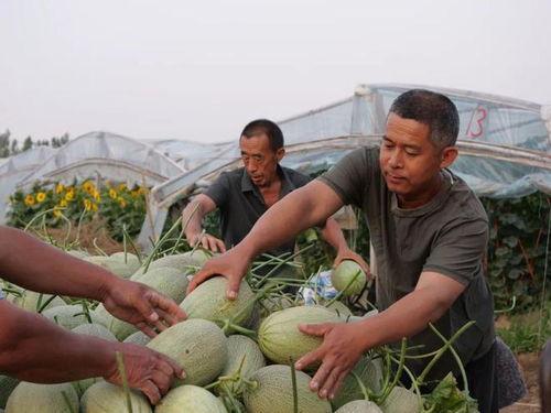 岗头村吃瓜视频,揭秘乡村生活趣味瞬间