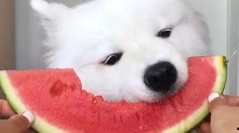 萨摩耶吃蜜瓜视频大全集