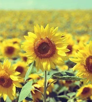 向日葵吃瓜草莓小视频,一场瓜果乐园的欢乐盛宴