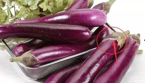 带你吃瓜茄子搞笑视频,笑料十足！带你领略茄子界的搞笑盛宴