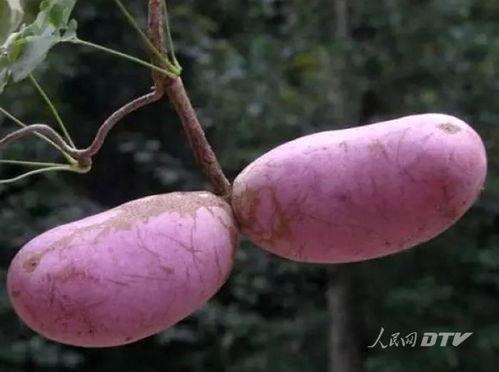 老狼喜欢吃八月瓜吗视频,八月瓜的诱惑