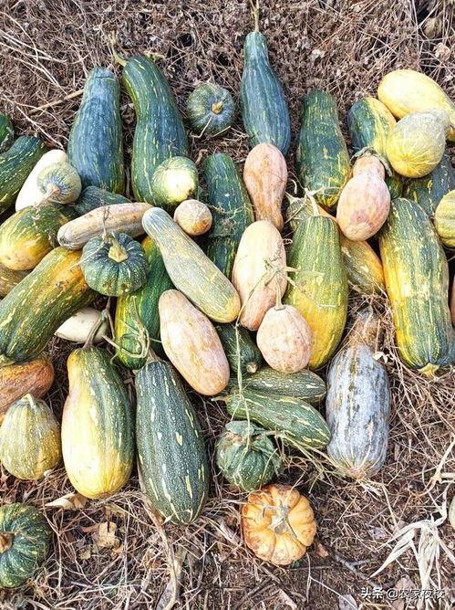 如何做吃瓜自媒体视频,打造热门吃瓜自媒体视频攻略