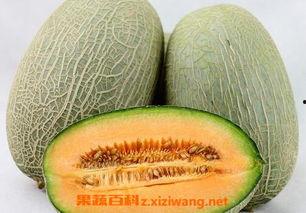 哈密瓜炒着吃搞笑视频大全